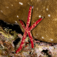 Linckia multifora (Multipore Sea Star)