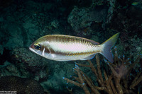 Scolopsis margaritifera (Pearly Monocle Bream)