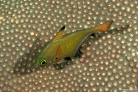 Pempheris oualensis (Copper Sweeper)