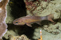 Cheilodipterus macrodon (Tiger Cardinalfish)