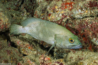 Epinephelus ongus (Speckledfin Grouper)