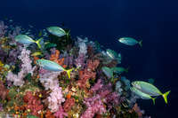 Atule mate (Yellowtail Scad)