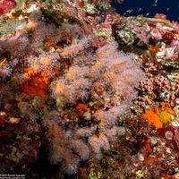 Parasphaerasclera sp.1 (Fuzzy Carrot)