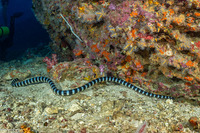 Laticauda colubrina (Banded Sea Krait)