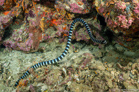Laticauda colubrina (Banded Sea Krait)