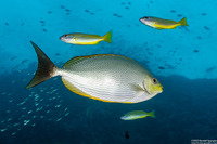 Siganus javus (Java Rabbitfish)