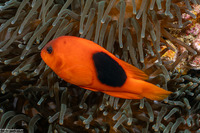 Amphiprion ephippium (Red Saddleback Anemonefish)