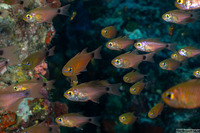 Ostorhinchus fleurieu (Flower Cardinalfish)