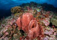 Xestospongia testudinaria (Barrel Sponge)