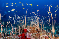 Junceella fragilis (Whip Coral)