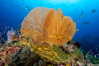 Annella mollis (Giant Sea Fan)