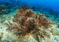 Melithaea sp.2 (Knotted Fan Coral)