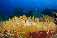 Millepora sp.1 (Encrusting Fire Coral)