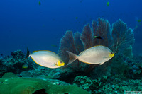 Siganus javus (Java Rabbitfish)