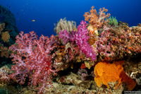 Dendronephthya sp.1 (Dendronephthya)