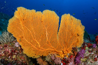 Annella mollis (Giant Sea Fan)