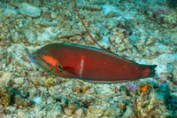 Coris cuvieri (African Coris)