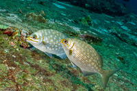 Kyphosus vaigiensis (Brassy Chub)