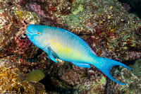 Scarus rubroviolaceus (Redlip Parrotfish)