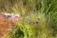 Processidae sp.1 (Night Shrimp)