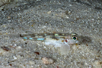 Istigobius nigroocellatus (Black-Spotted Sandgoby)