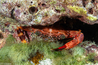 Gonioinfradens paucidentatus (Red Swimming Crab)