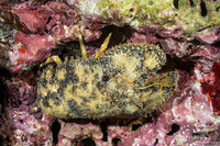 Parribacus antarcticus (Sculptured Slipper Lobster)