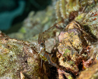 Cinetorhynchus hendersoni (Henderson's Hinge-Beak Shrimp)