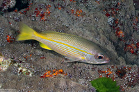 Lutjanus lutjanus (Bigeye Snapper)