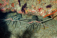 Panulirus versicolor (Painted Spiny Lobster)