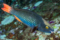 Scarus tricolor (Tricolor Parrotfish)