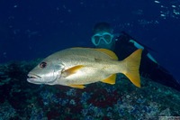 Lutjanus monostigma (Onespot Snapper)