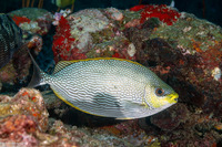 Siganus javus (Java Rabbitfish)