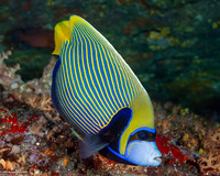 Pomacanthus imperator (Emperor Angelfish)