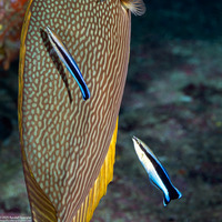Labroides dimidiatus (Bluestreak Cleaner Wrasse)