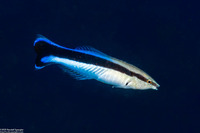 Labroides dimidiatus (Bluestreak Cleaner Wrasse)