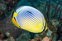 Chaetodon trifasciatus (Indian Redfin Butterflyfish)