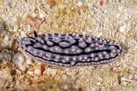 Phyllidiella zeylanica (Phyllidiella Zeylanica)