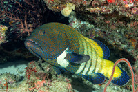 Cephalopholis argus (Peacock Grouper)