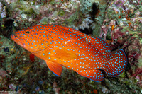 Cephalopholis miniata (Coral Grouper)