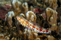 Synodus variegatus (Reef Lizardfish)
