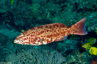 Plectropomus leopardus (Leopard Coral Grouper)