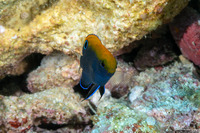 Pomacentrus chrysurus (Whitetail Damsel)