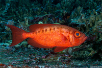 Priacanthus hamrur (Crescent-Tail Bigeye)