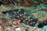 Epinephelus coeruleopunctatus (Whitespotted Grouper)