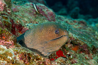 Gymnothorax javanicus (Giant Moray)