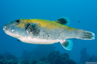 Arothron caeruleopunctatus (Blue-Spotted Puffer)