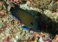 Centropyge multispinis (Brown Pygmy Angelfish)