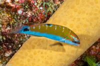 Thalassoma lunare (Crescent Wrasse)
