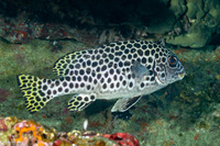 Plectorhinchus macrospilus (Andaman Sweetlips)